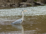 FZ012533 Grey Heron (Ardea cinerea).jpg